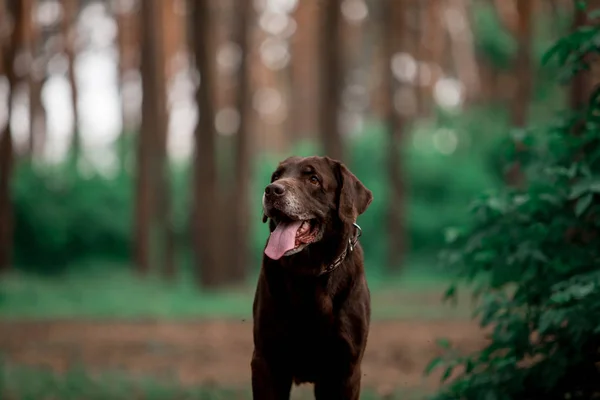 Portrét Roztomilou Labrador Extraktor Plemeno Psí Pózu Lese — Stock fotografie