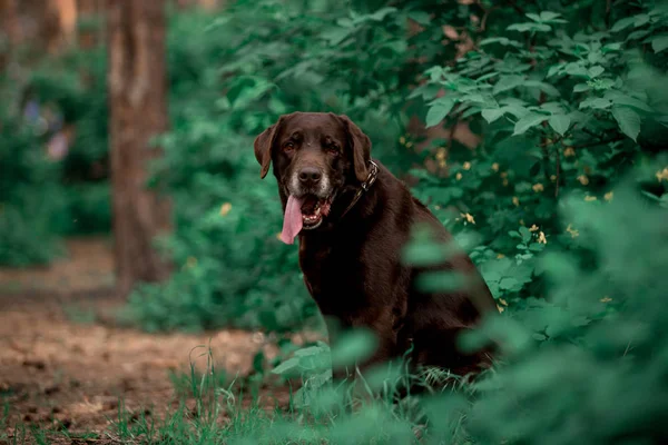 Arckép Ból Ravasz Labrador Vizsla Tenyészt Kutya Pózol Ban Erdő — Stock Fotó