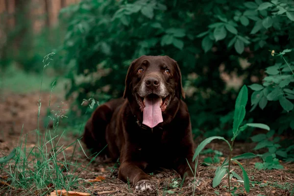 Arckép Ból Ravasz Labrador Vizsla Tenyészt Kutya Pózol Ban Erdő — Stock Fotó