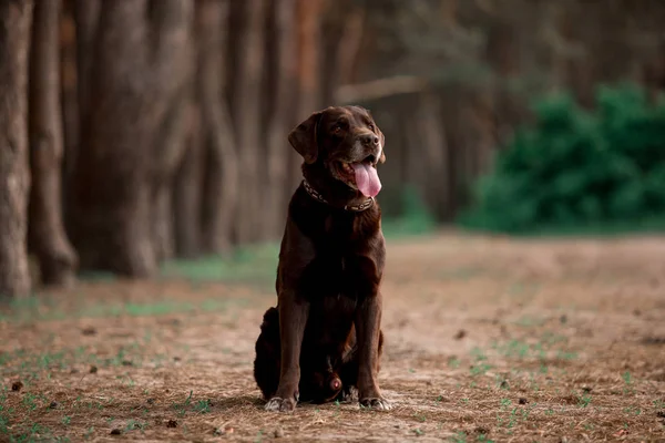 Arckép Ból Ravasz Labrador Vizsla Tenyészt Kutya Pózol Ban Erdő — Stock Fotó