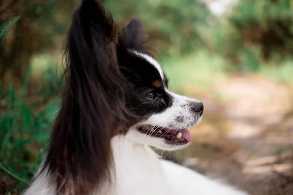 屋外でポーズをとるパピヨン犬の肖像画 — ストック写真