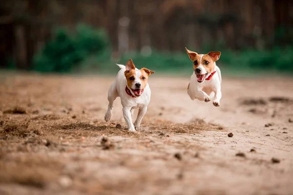 birlikte ormanda çalışan eğlenceli Jack Russell cins köpekler 