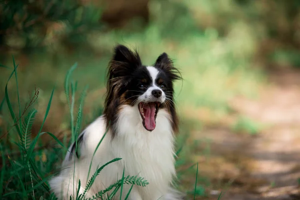 Retrato Papillon Raça Cão Posando Livre — Fotografia de Stock