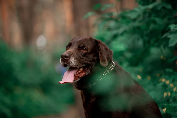 Ritratto Carino Labrador Retriever Razza Cane Posa Nella Foresta — Foto Stock