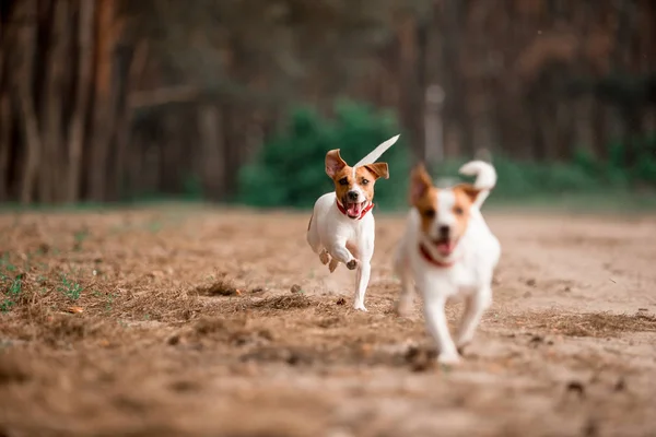 Birlikte Ormanda Çalışan Eğlenceli Jack Russell Cins Köpekler — Stok fotoğraf