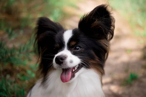 Açık havada poz Papillon cins köpek Portresi 