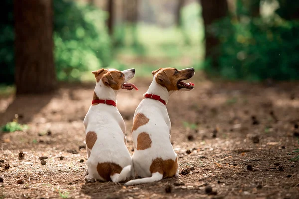 Vista Trasera Perros Raza Jack Russell Sentados Bosque Durante Día —  Fotos de Stock