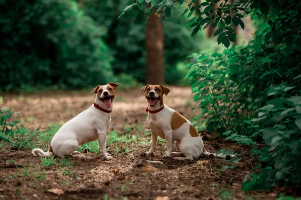 Gündüz Ormanda Oturan Jack Russell Cins Köpeklerin Portresi — Stok fotoğraf