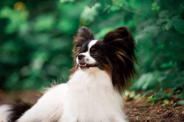 Açık Havada Poz Papillon Cins Köpek Portresi — Stok fotoğraf