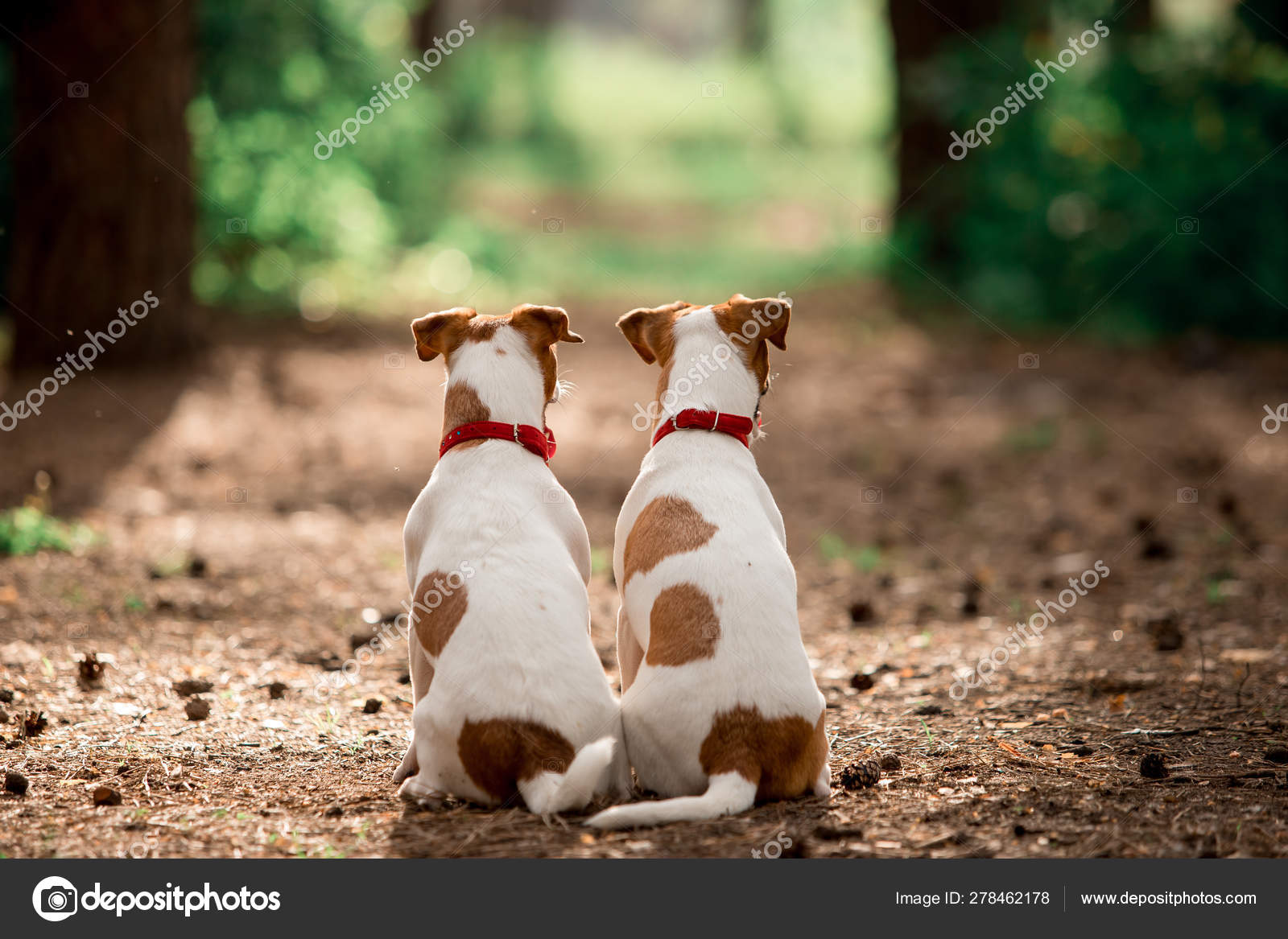 Featured image of post Back Dog Sitting From Behind