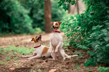 Gündüz ormanda oturan Jack Russell cins köpeklerin portresi 