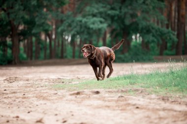 ormanda çalışan sevimli Labrador Retriever cins köpek
