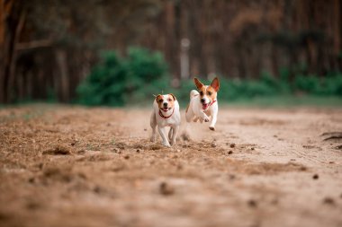 birlikte ormanda çalışan eğlenceli Jack Russell cins köpekler 