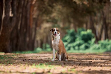 güneşli ormanda oynarken sevimli köpek oturan 