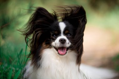 Açık havada poz Papillon cins köpek Portresi 