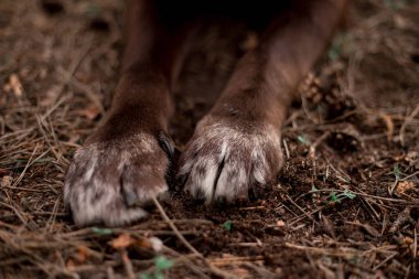sevimli Labrador Retriever cins köpek pençeleri yakın