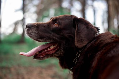 ormanda poz sevimli Labrador Retriever cins köpek portresi