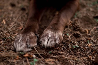 sevimli Labrador Retriever cins köpek pençeleri yakın