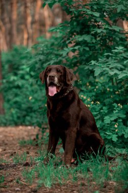 ormanda poz sevimli Labrador Retriever cins köpek portresi