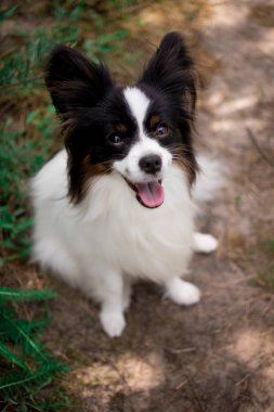 Açık havada poz Papillon cins köpek Portresi 