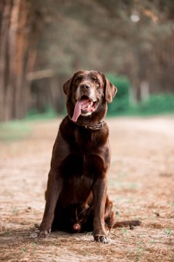 ormanda poz sevimli Labrador Retriever cins köpek portresi