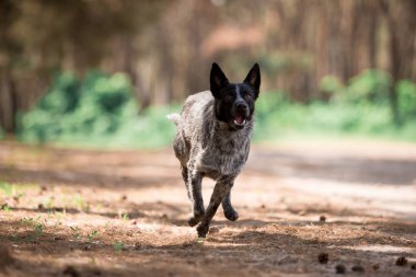 güneşli ormanda oynarken çalışan oyuncu köpek 