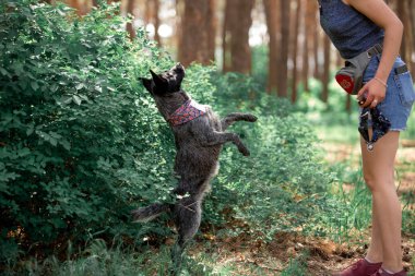 Gündüz vakti ormandaki dost köpeği eğiten kadın. 