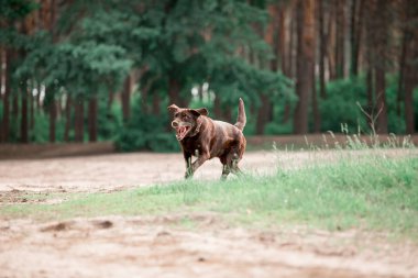 ormanda çalışan sevimli Labrador Retriever cins köpek