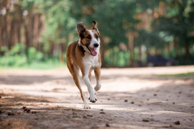 güneşli ormanda oynarken çalışan oyuncu köpek 