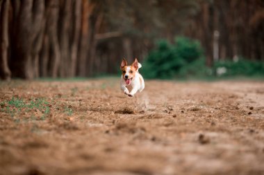 ormanda çalışan eğlenceli Jack Russell cins köpek 