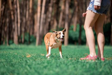 güneşli ormanda kadın ile oynarken çalışan oyuncu köpek 