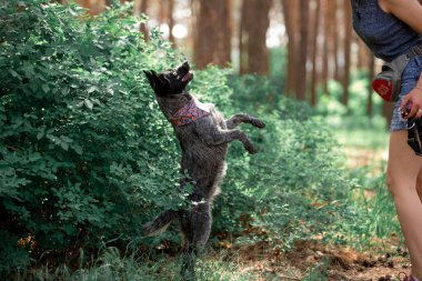 Gündüz vakti ormandaki dost köpeği eğiten kadın. 
