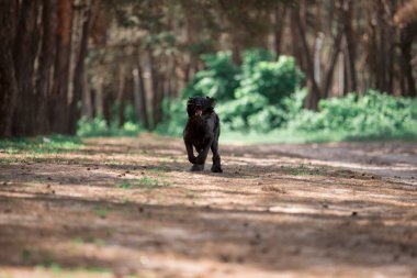 ormanda çalışan sevimli minyatür Schnauzer köpek