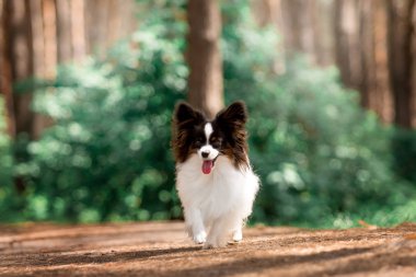ormanda çalışan eğlenceli Papillon cins köpek  