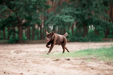 ormanda çalışan sevimli Labrador Retriever cins köpek