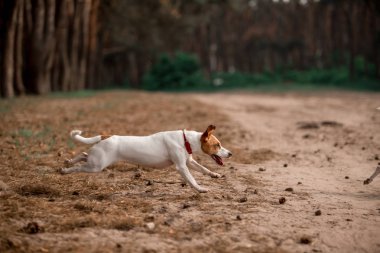 ormanda çalışan eğlenceli Jack Russell cins köpek 