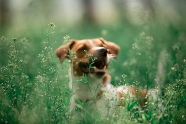 çimenlerde oturan Jack Russell cins köpek portresi 