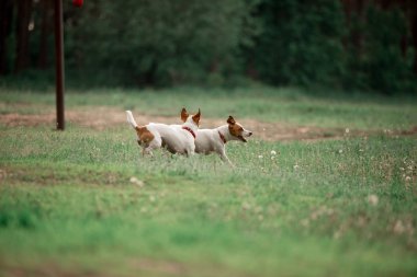 birlikte ormanda çalışan eğlenceli Jack Russell cins köpekler 