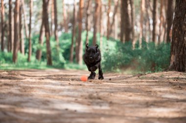 sevimli minyatür Schnauzer köpek ormanda oyuncak topu ile oynuyor