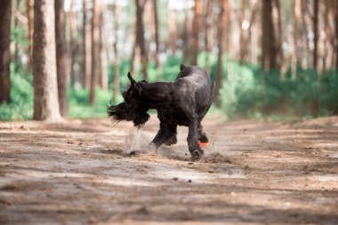 sevimli minyatür Schnauzer köpek ormanda oyuncak topu ile oynuyor