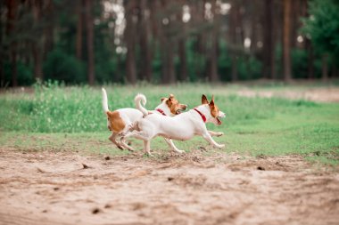birlikte ormanda çalışan eğlenceli Jack Russell cins köpekler 