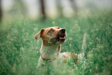 çimenlerde oturan Jack Russell cins köpek portresi 
