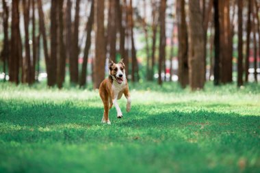 güneşli ormanda oynarken çalışan oyuncu köpek 
