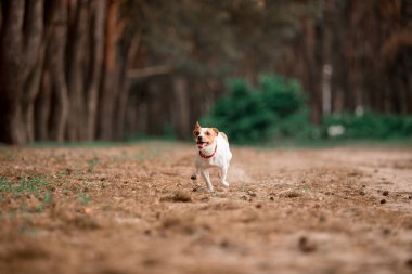 ormanda çalışan eğlenceli Jack Russell cins köpek 
