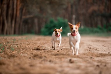 birlikte ormanda çalışan eğlenceli Jack Russell cins köpekler 