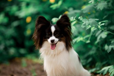 Açık havada poz Papillon cins köpek Portresi 