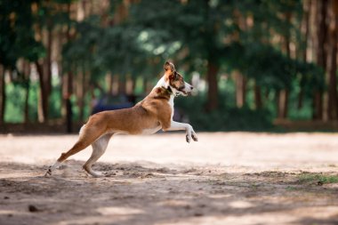 güneşli ormanda oynarken çalışan oyuncu köpek 