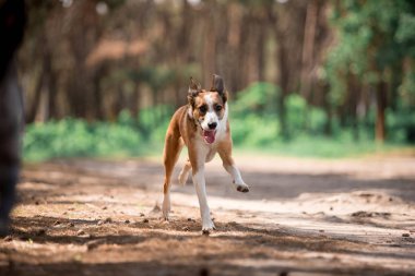 güneşli ormanda oynarken çalışan oyuncu köpek 
