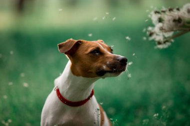 Jack Russell cins köpek portre çim oturan ve karahindiba koklama