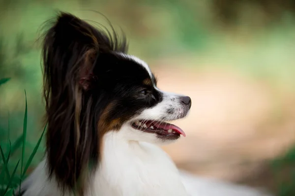 Retrato Papillon Raça Cão Posando Livre — Fotografia de Stock